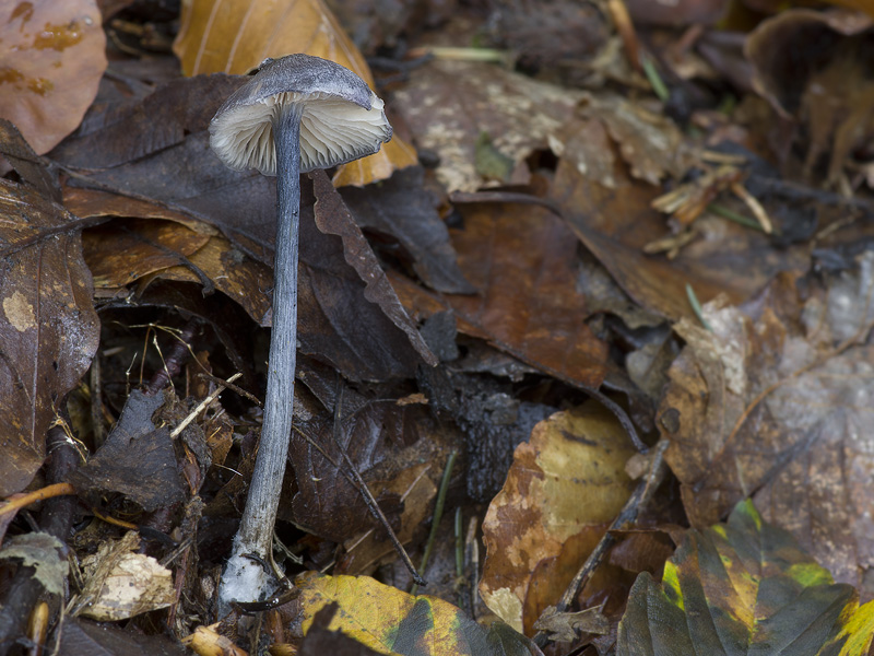 Entoloma dichroum